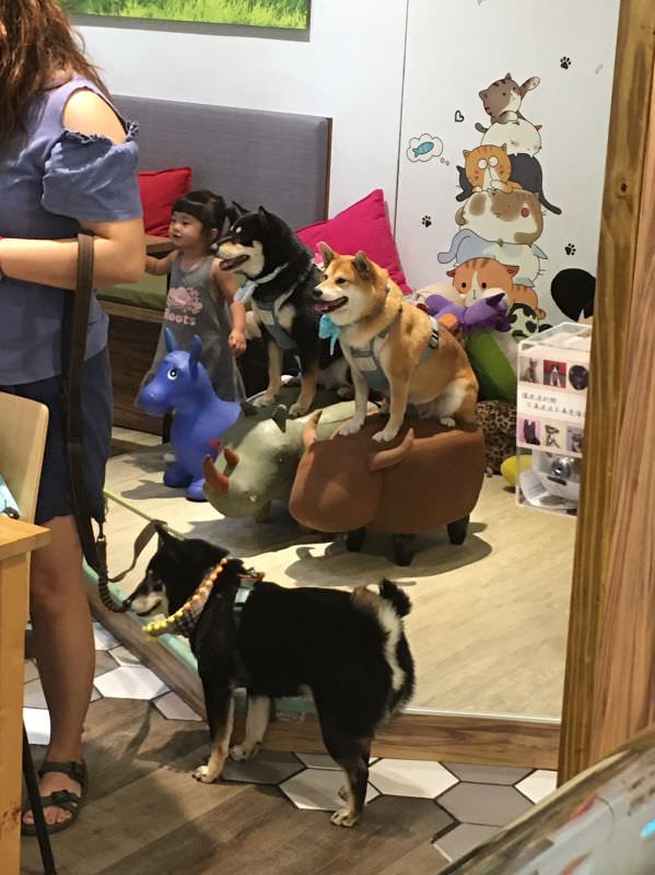 森林小徑大墩店对宠物超友善